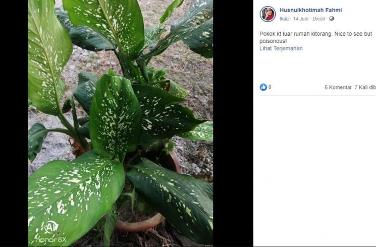 Tanaman hias beracun ini buat seorang anak keracunan (Facebook/Husnulkhotimah Fahmi)